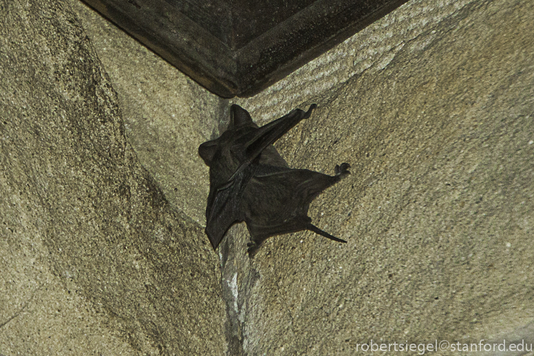 Bats in Stanford Quad
